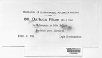 Sphaerellopsis filum image